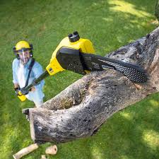 Best Lawn Renovation and Restoration  in Central, TN
