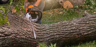 Best Palm Tree Trimming  in Central, TN