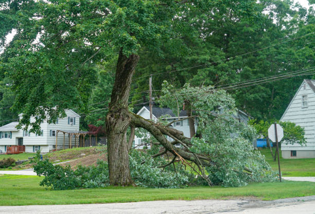 Best Storm Damage Tree Cleanup  in Central, TN