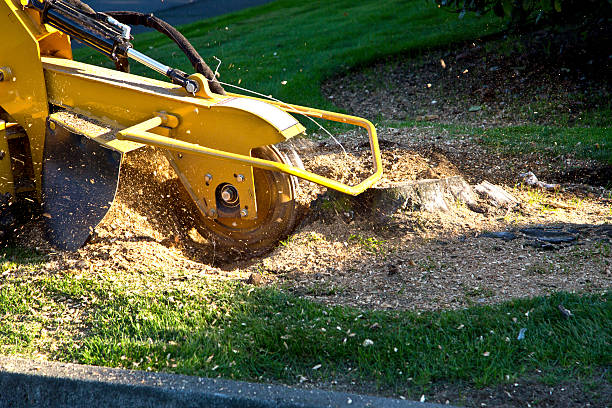 Best Lawn Irrigation Installation and Maintenance  in Central, TN