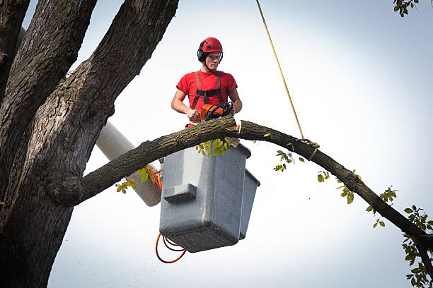 Best Tree Disease Treatment  in Central, TN